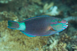 BD-130713-Maldives-0410-Chlorurus-sordidus-(Forsskål.-1775)-[Daisy-parrotfish].jpg